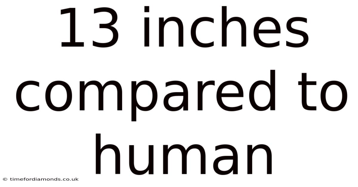 13 Inches Compared To Human