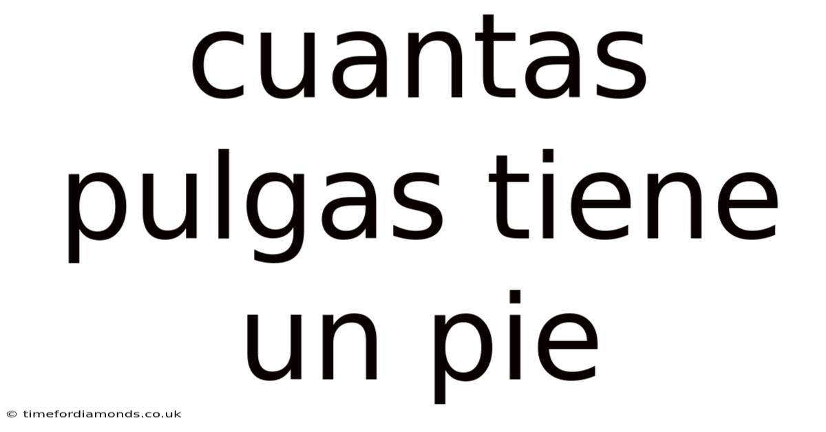 Cuantas Pulgas Tiene Un Pie